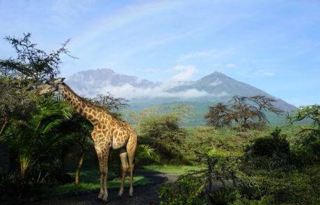 Mount Meru Maasai